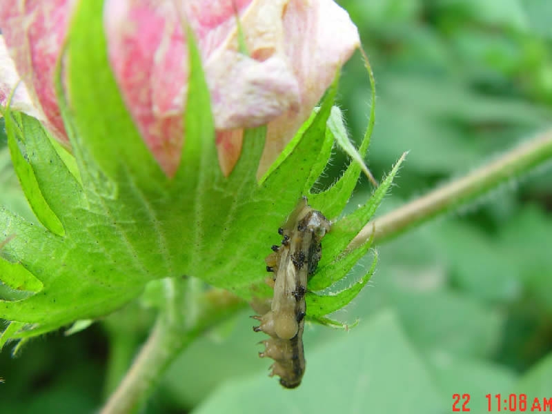 Agropages訪談公司程清泉總經(jīng)理：昆蟲病毒殺蟲劑：獨(dú)特作用機(jī)制賦予無限的市場(chǎng)潛力