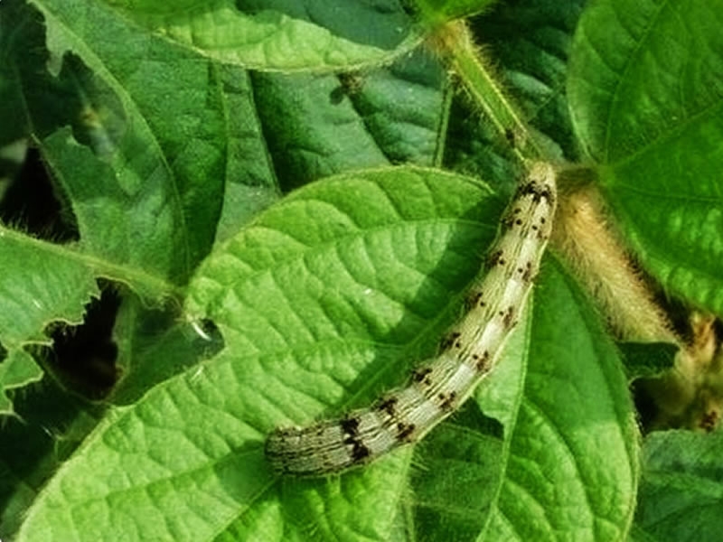 我公司3個(gè)產(chǎn)品進(jìn)入新疆兵團(tuán)重點(diǎn)推薦品種目錄