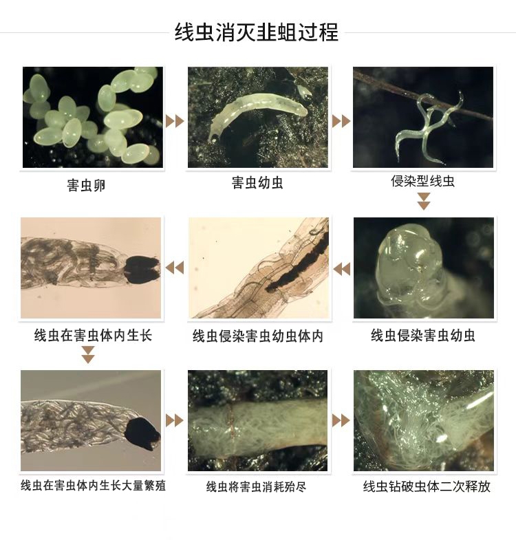 奈瑪®昆蟲病原線蟲