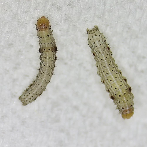 科云® 實(shí)驗(yàn)昆蟲——斜紋夜蛾