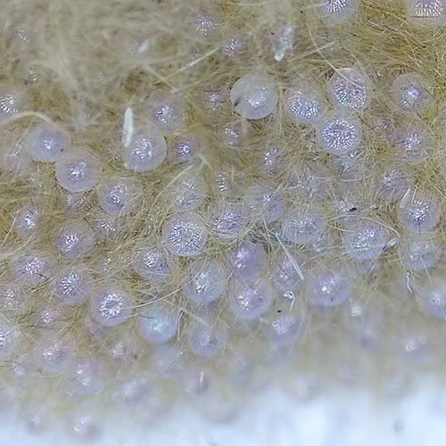 科云® 實(shí)驗(yàn)昆蟲——斜紋夜蛾