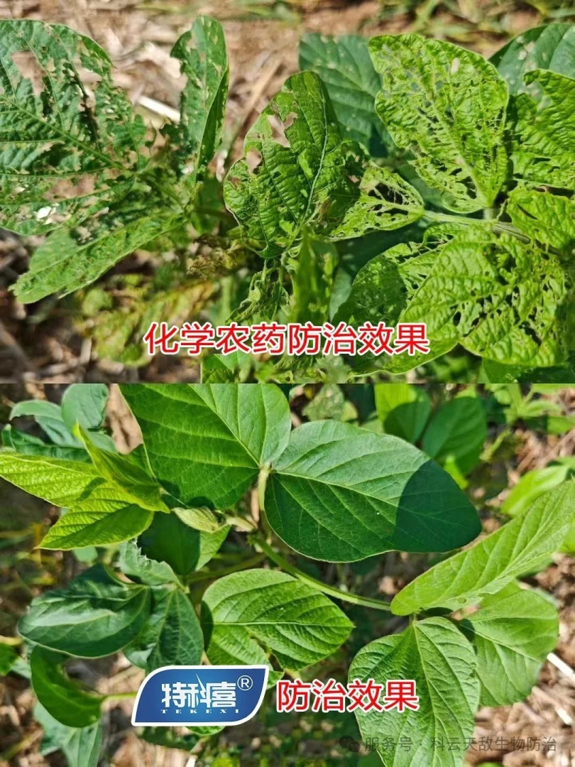 科云®特科喜®甜菜夜蛾核型多角體病毒防治甜菜夜蛾效果，得到全省生物防治“三進(jìn)”行動(dòng)專家教授的一致肯定